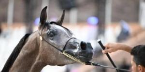 حضور جماهيرى كبير لبطولة حائل الدولية لجمال الخيل العربية الأصيلة - الأول نيوز