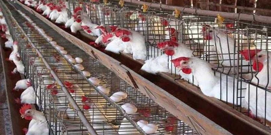 أسعار الدواجن والبيض في مصر اليوم السبت - الأول نيوز