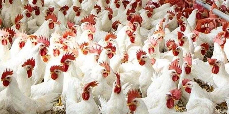 أسعار الدواجن والبيض في مصر اليوم الثلاثاء - الأول نيوز
