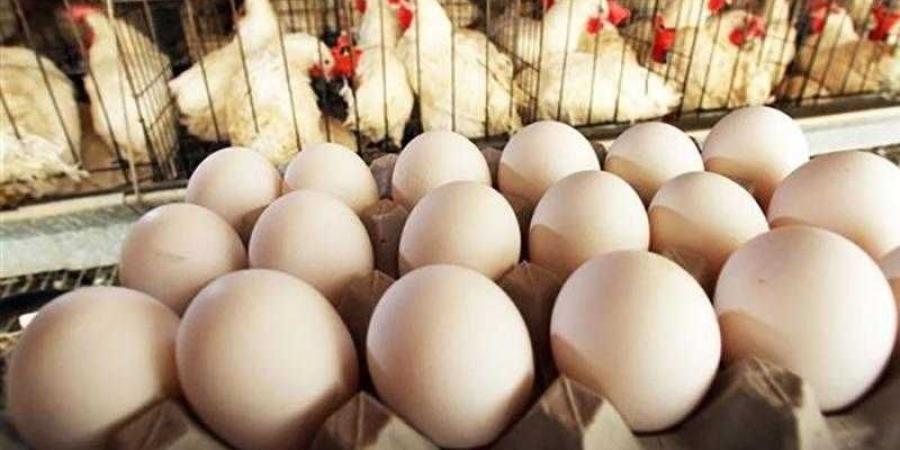 أسعار الدواجن والبيض في مصر اليوم السبت - الأول نيوز
