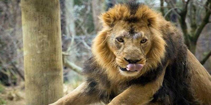 إعدام 13 أسدا بحديقة الحيوان بالجيزة بعد إصابتها بمرض معدٍ - الأول نيوز