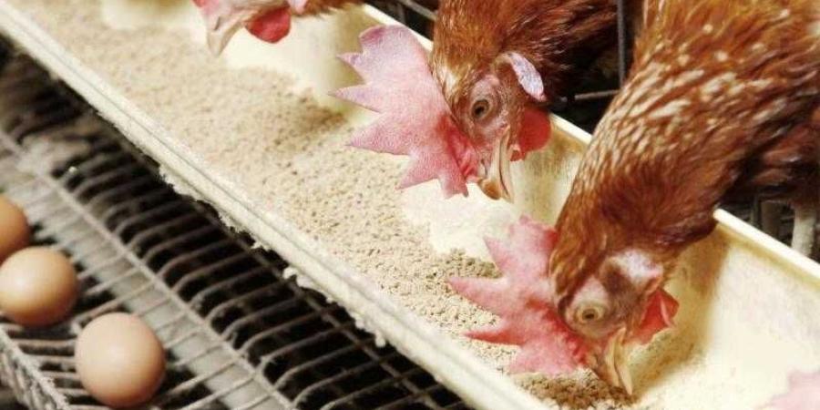 أسعار الدواجن والبيض في مصر اليوم الاربعاء - الأول نيوز