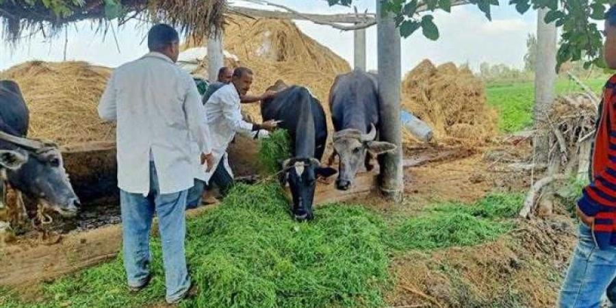 ”الزراعة” تواصل جهود دعم مربي الثروة الحيوانية - الأول نيوز