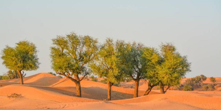 «سيليستيال» تنوّع رحلاتها إلى رأس الخيمة للمرة الأولى - الأول نيوز