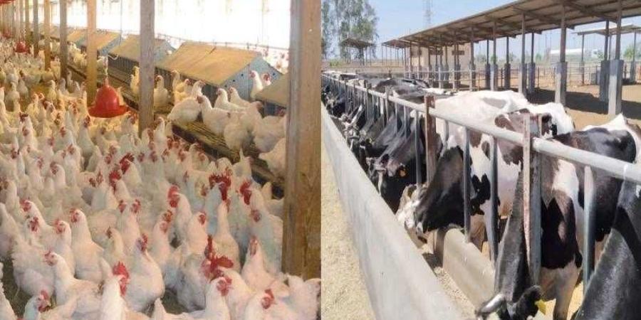 ”الزراعة” تصدر 429 ترخيص تشغيل لأنشطة الإنتاج الحيواني والداجني - الأول نيوز