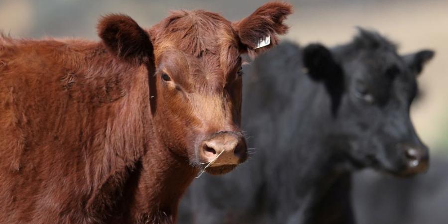 أستراليا ترحب بإلغاء الرسوم الجمركية الأمريكية على لحوم البقر - الأول نيوز